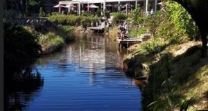 Matakana Beckons.